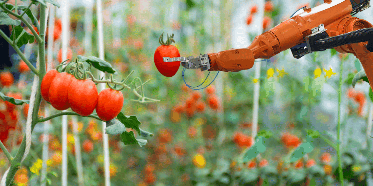 Chat GPT progetta il suo primo robot una macchina per raccogliere pomodori