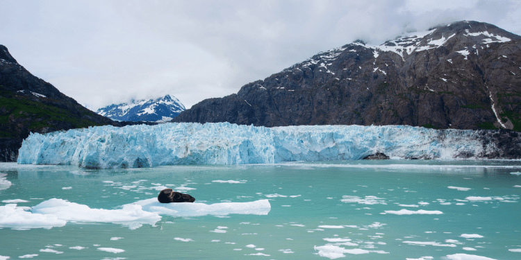 Cambiamenti climatici i ghiacci della Groenlandia si sciolgono