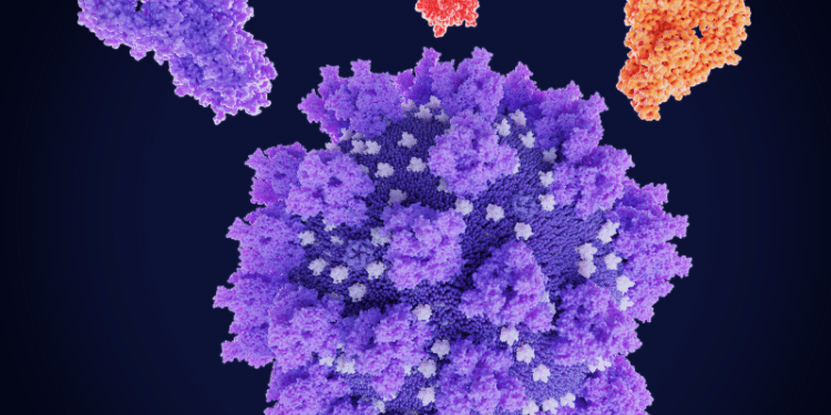 Proteine sintetiche dai calamari stampati in 3d a base di alghe