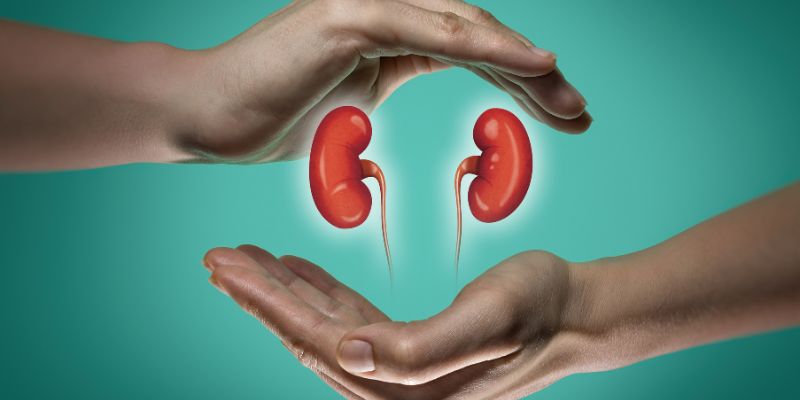 Il rene bioartificiale anti-rigetto diventa una realtà