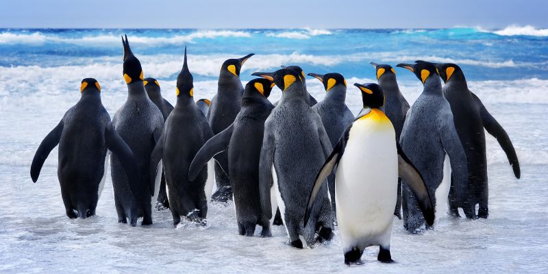 Il ghiaccio marino è fondamentale per la muta dei pinguini di Adelia