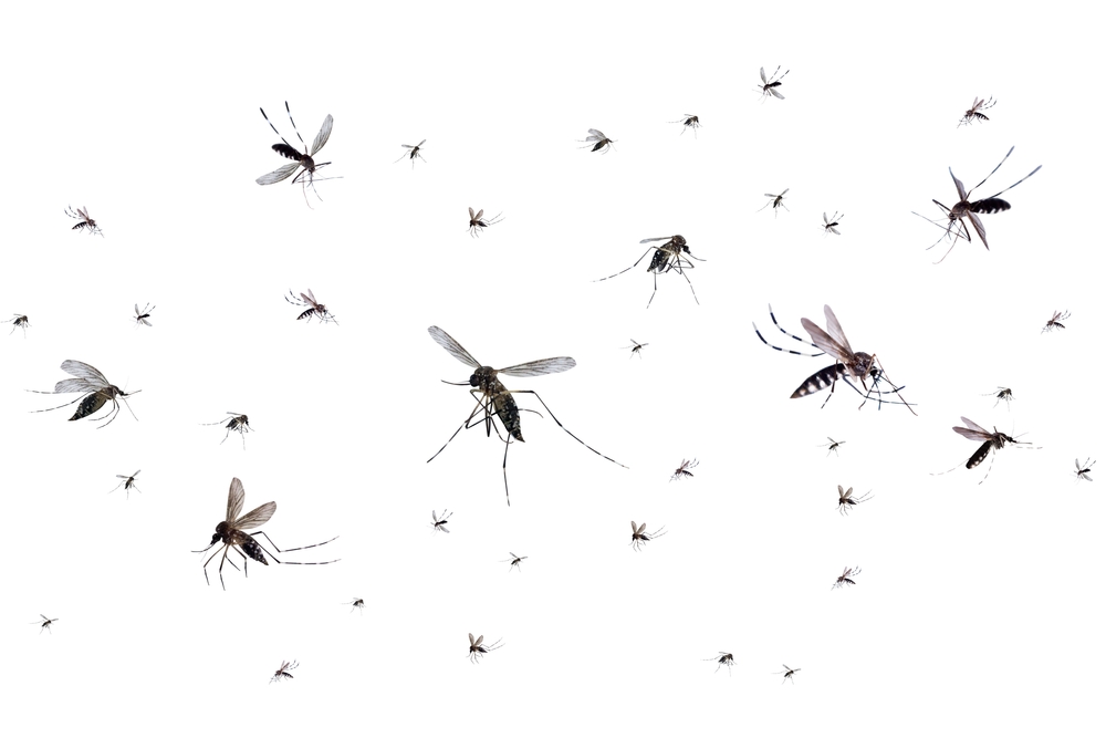 I sintomi della dengue I sintomi principali di questa malattia, caratterizzati da febbre molto alta e dolori muscolari intensi, sono fonte di preoccupazione, specialmente considerando che in un caso su 20 la situazione può diventare grave, come evidenziato dal virologo Roberto Burioni.