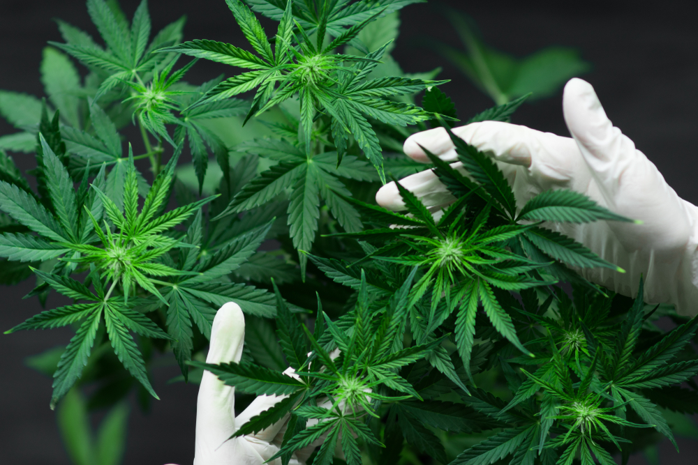 Legalizzazione della cannabis, più infortuni sul lavoro tra i giovani