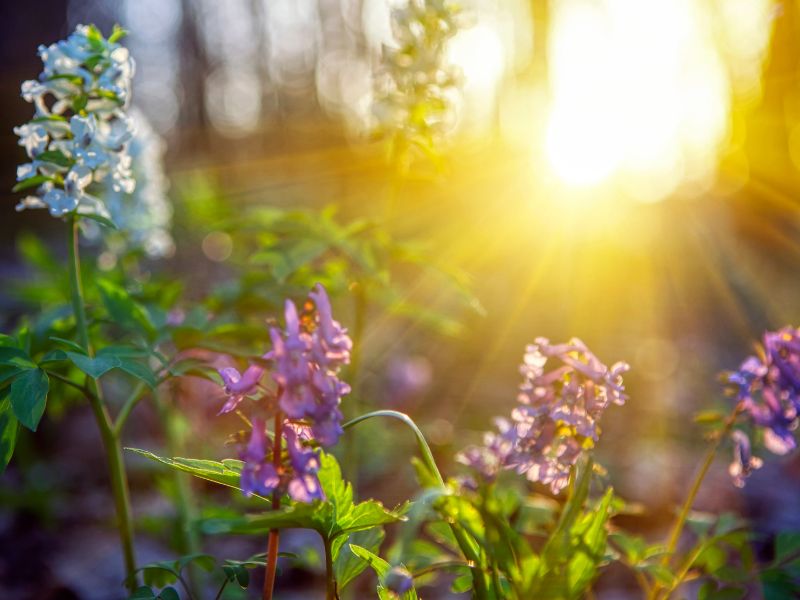 Equinozio di primavera