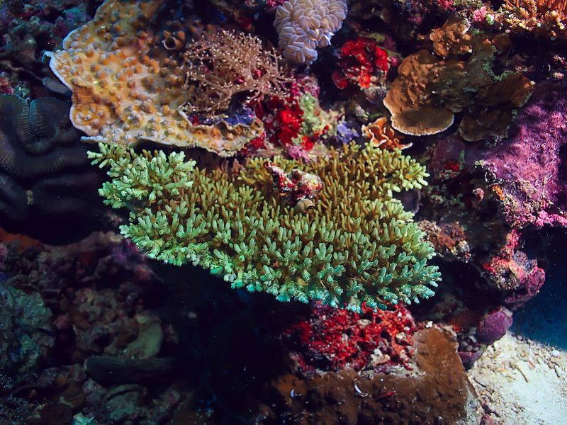 Aree marine protette: oasi di frescura contro le ondate di calore