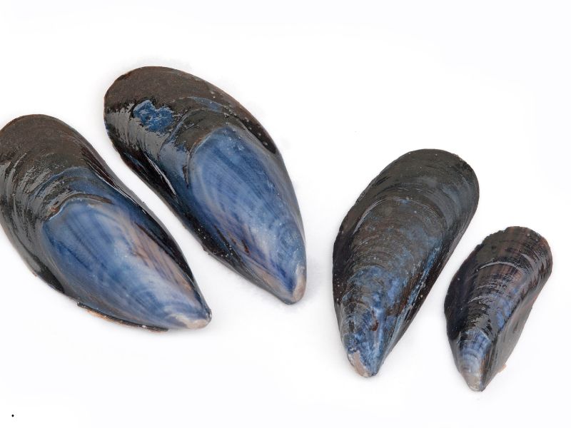 Acque più calde: le cozze 'cambiano' guscio