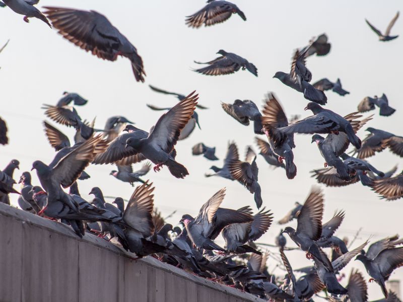 Aviaria, primo caso umano in Australia