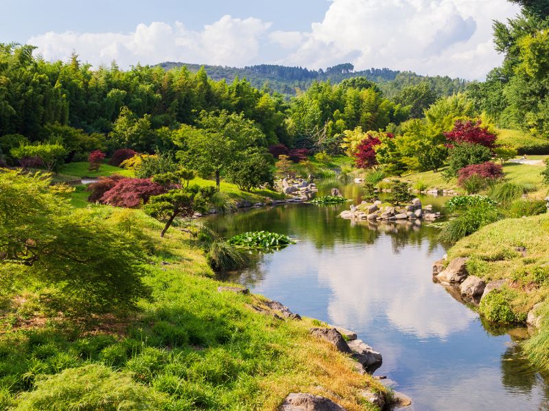 Shinrin Yoku