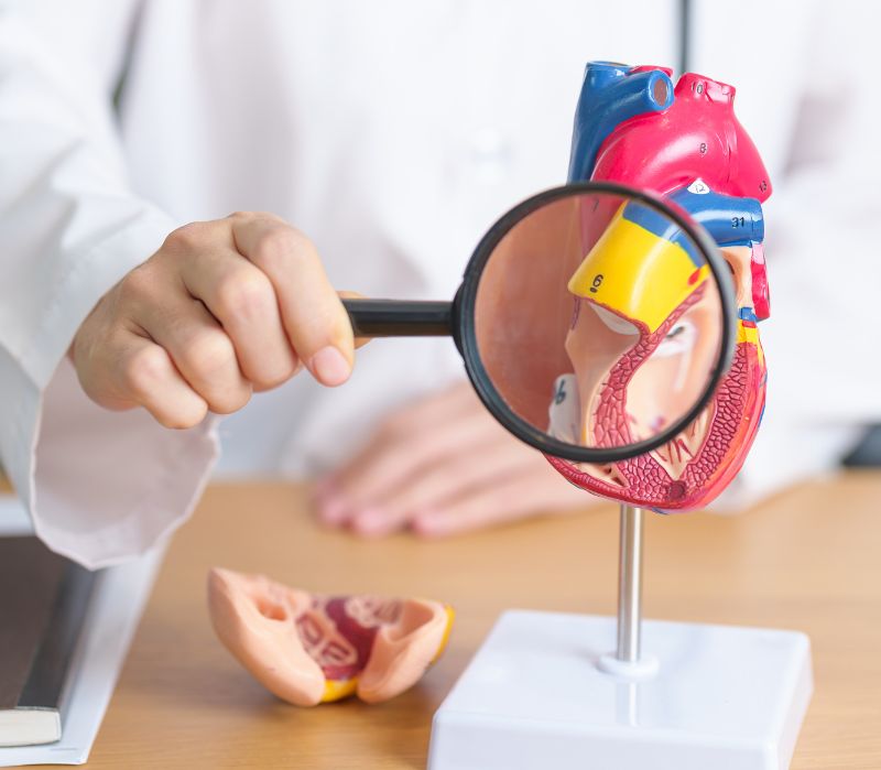 Difetti cardiaci, più a rischio i nati con fecondazione assistita