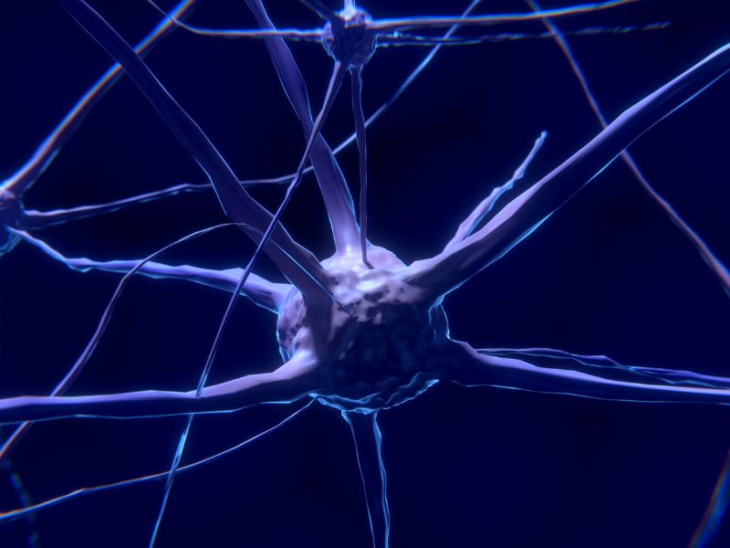 Muscoli e cervello: una relazione sempre più stretta