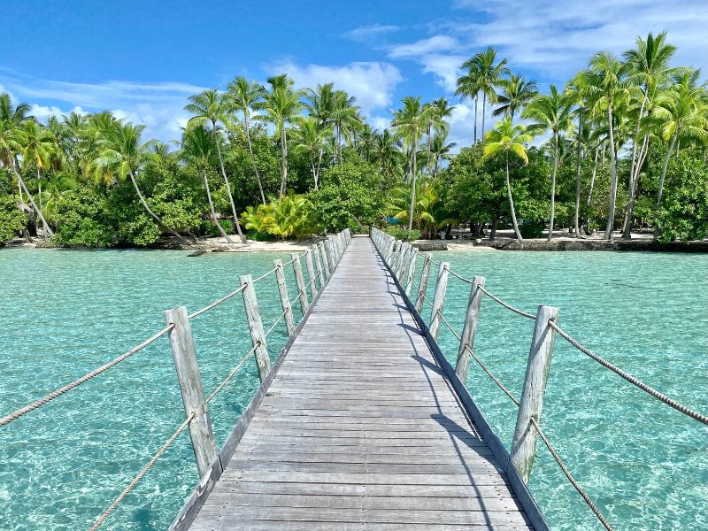 L’invasione delle palme da cocco negli atolli del Pacifico