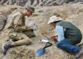 Scoperta una nuova specie fossile di armadillo